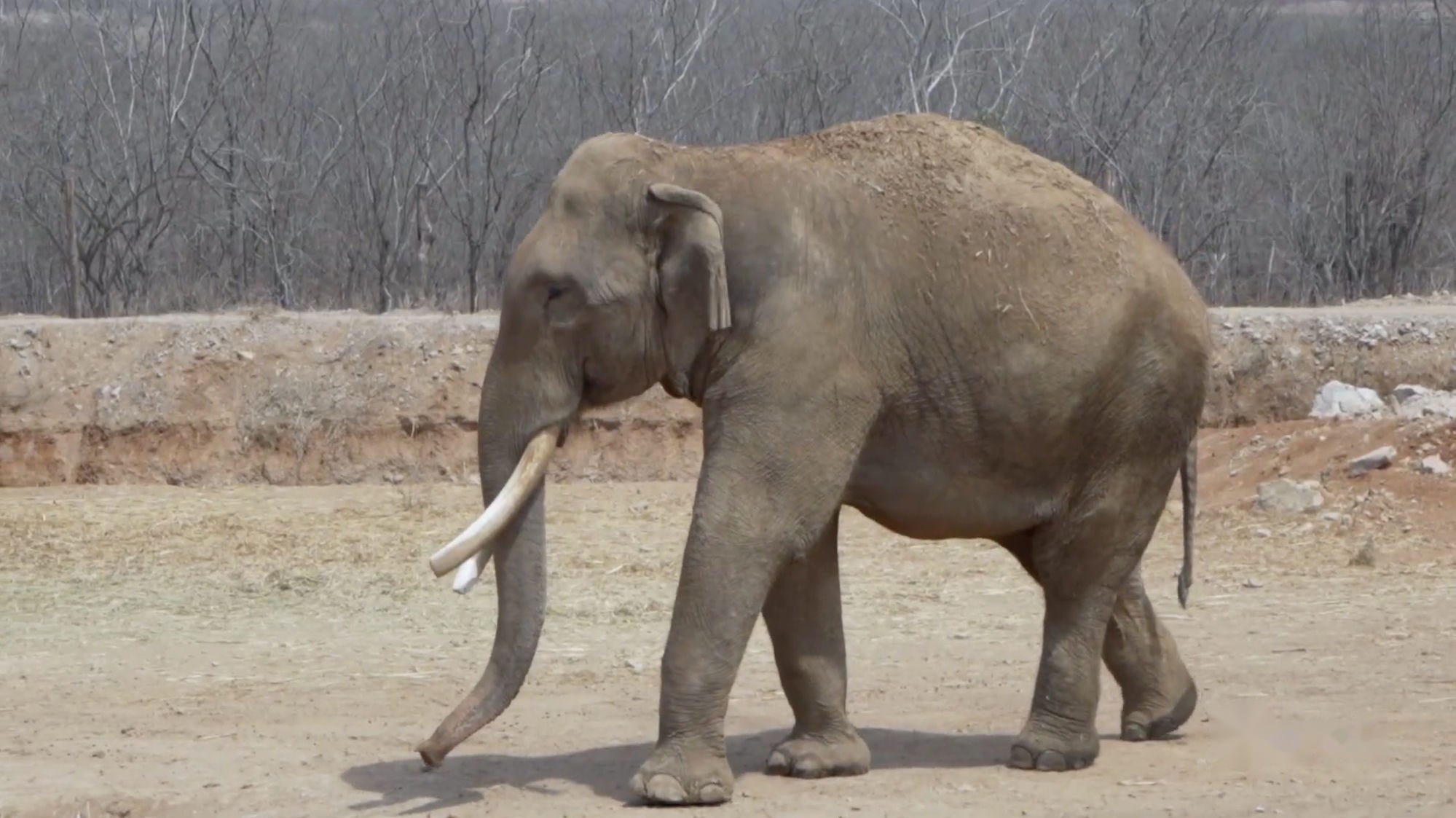 Elefante en un espacio de conservación