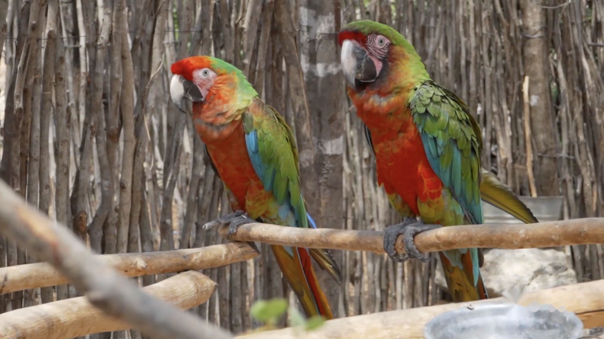 Guacamayas de colores en un espacio natural
